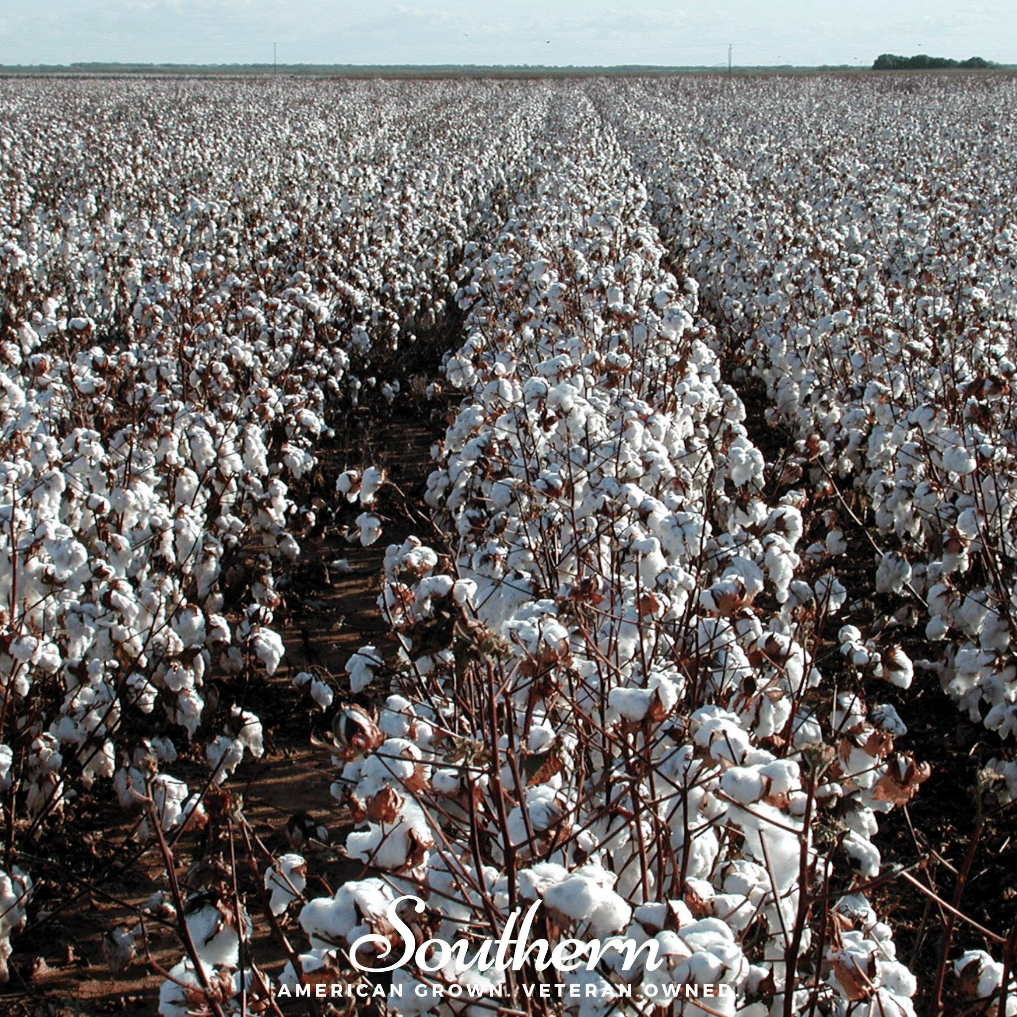 Upland Cotton – 20 Seeds