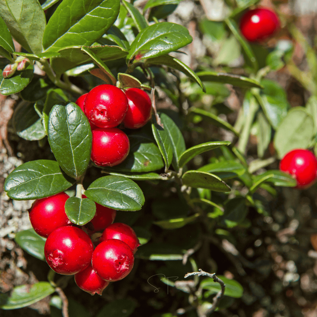 Cranberry, American – 50 Seeds