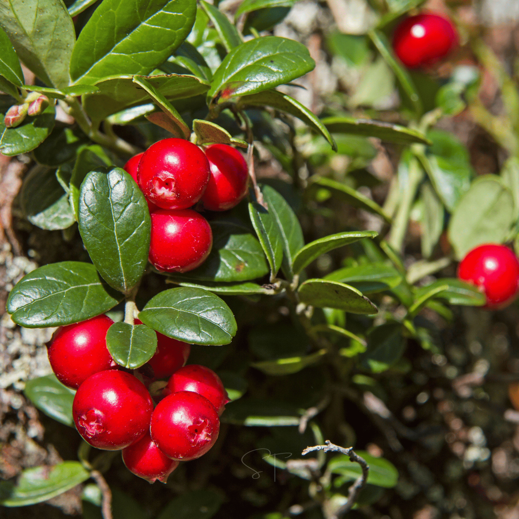 Cranberry, American – 50 Seeds