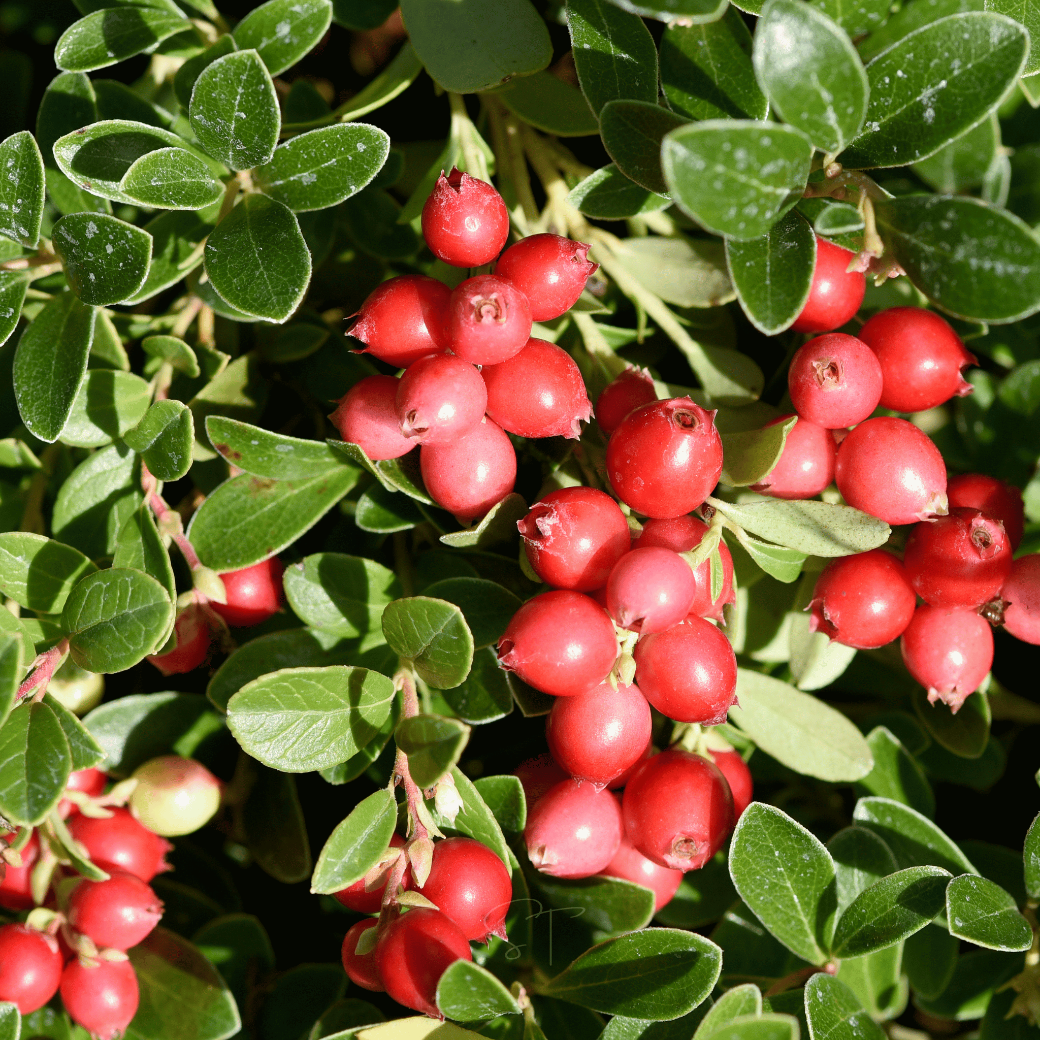 Cranberry, American – 50 Seeds