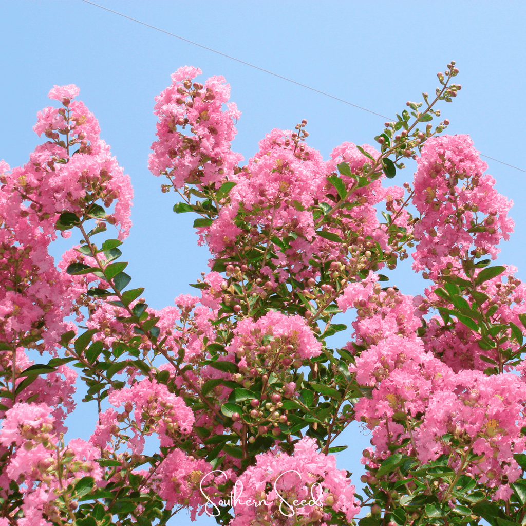 Crape Myrtle – 50 Seeds