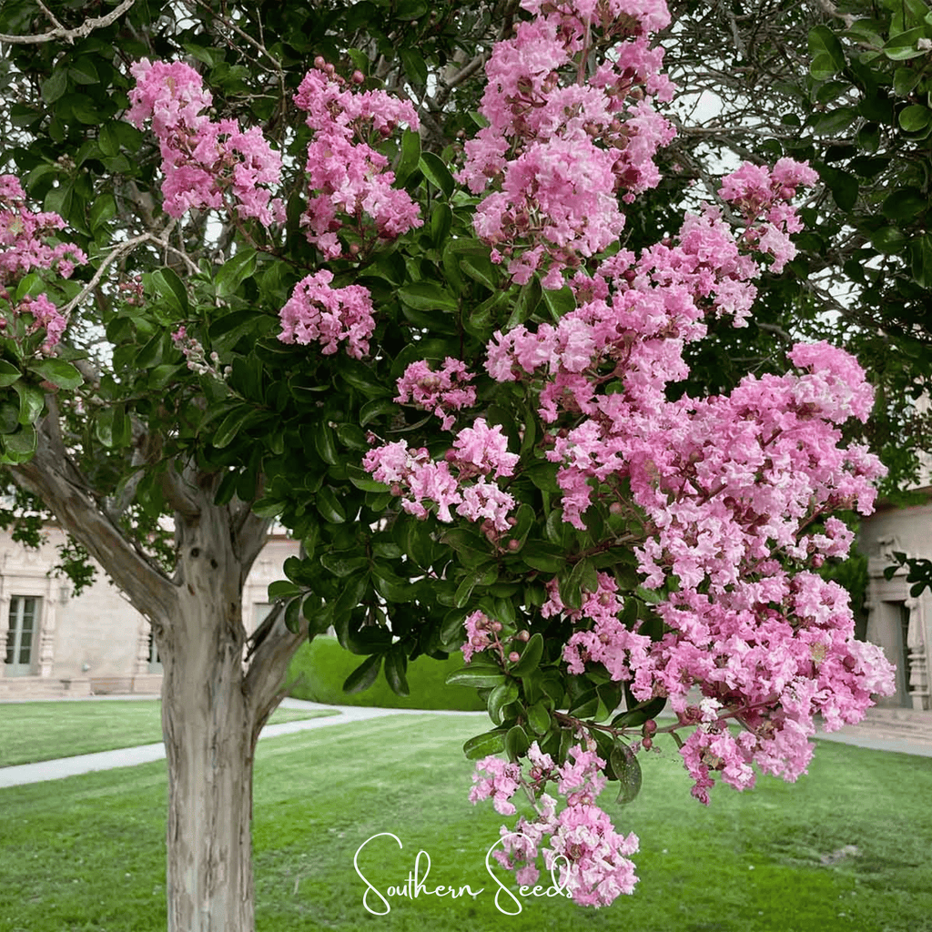 Crape Myrtle – 50 Seeds