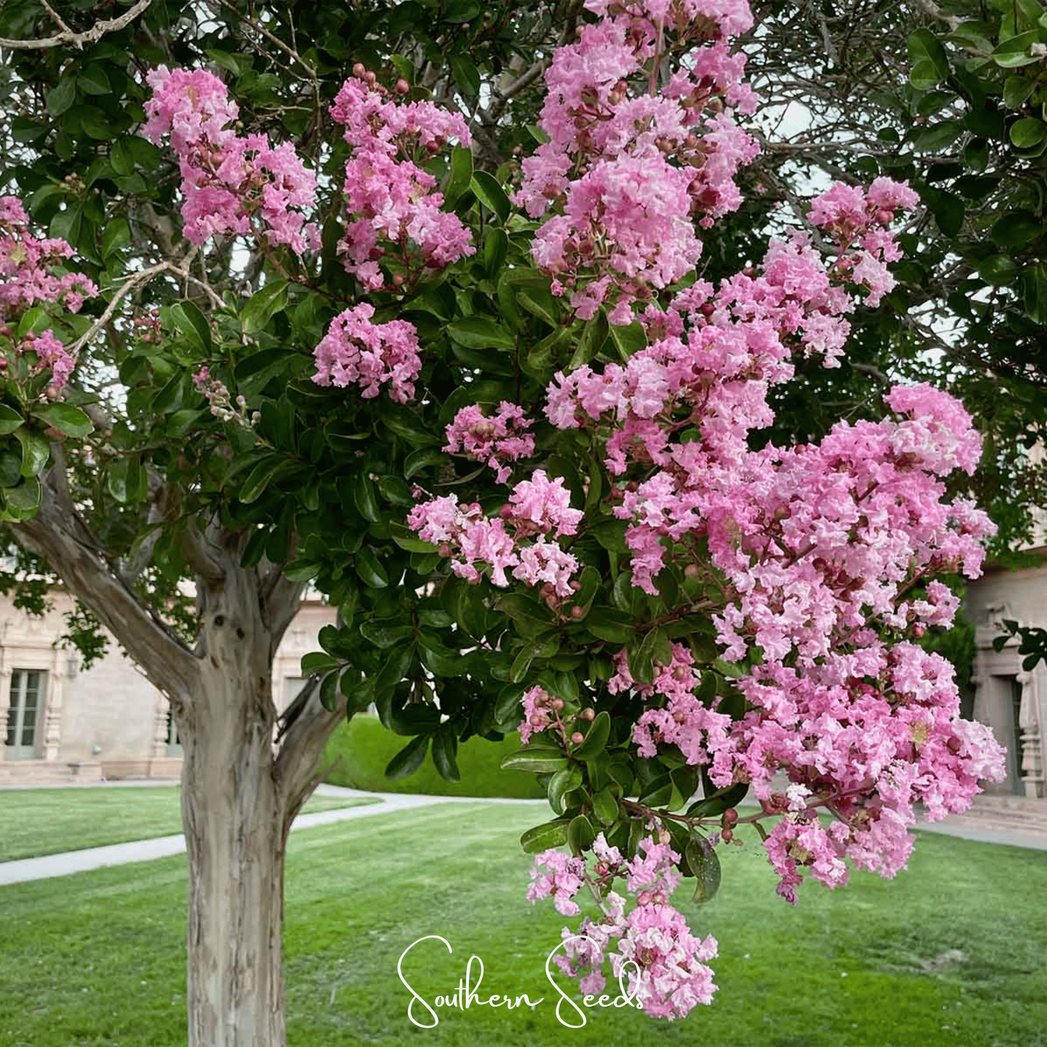 Crape Myrtle – 50 Seeds