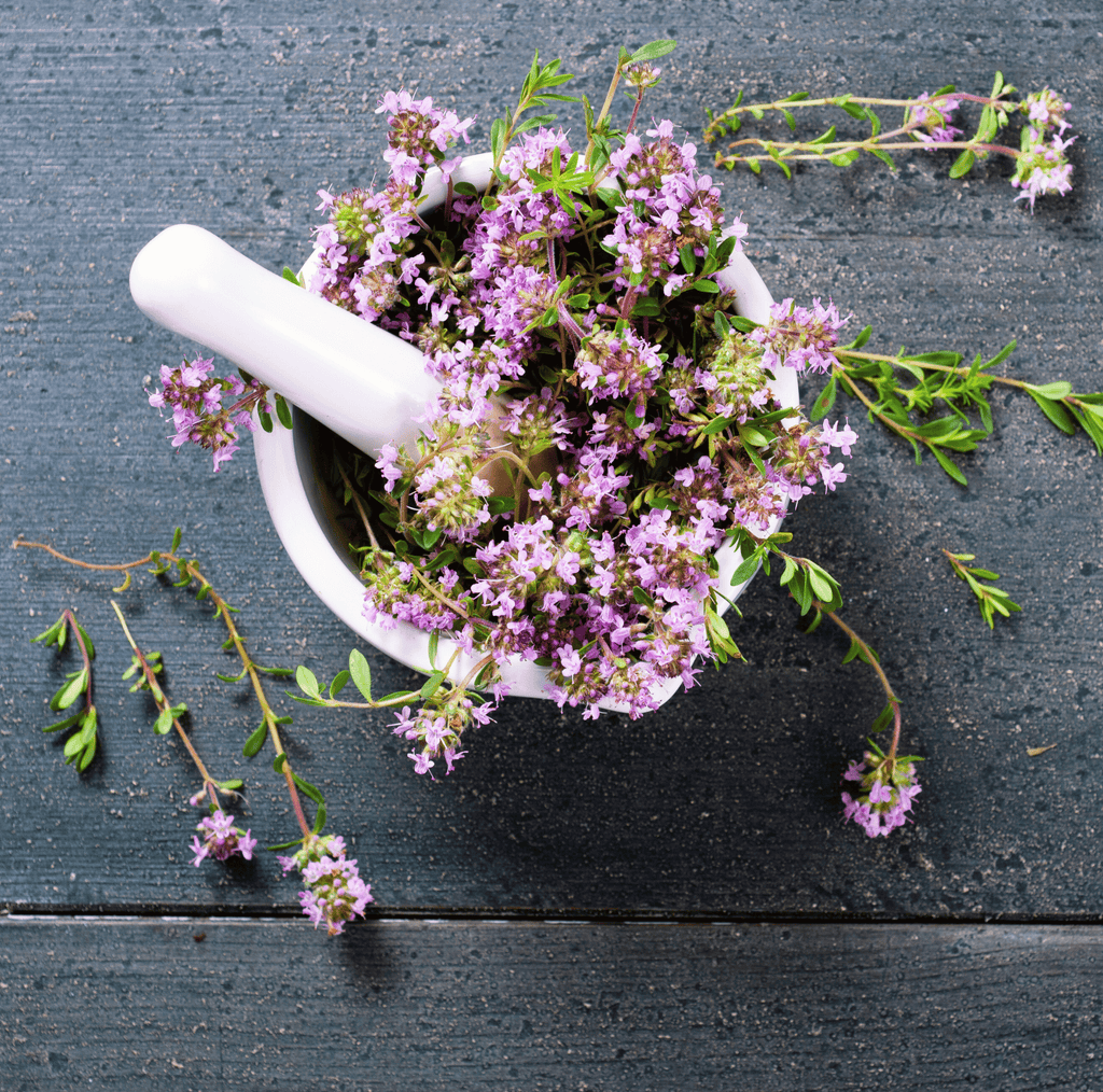 Creeping Thyme – 250 Seeds