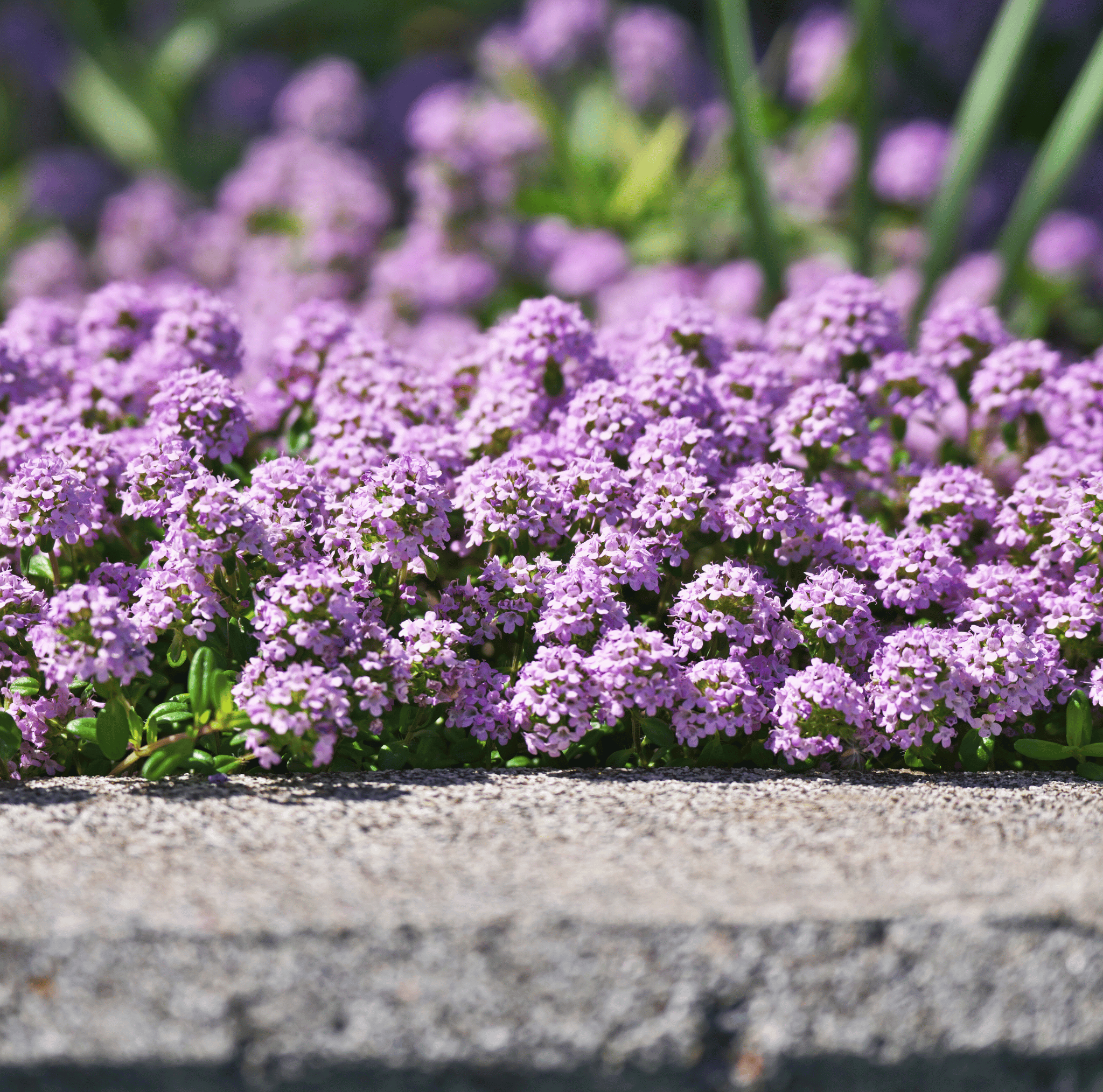 Creeping Thyme – 250 Seeds