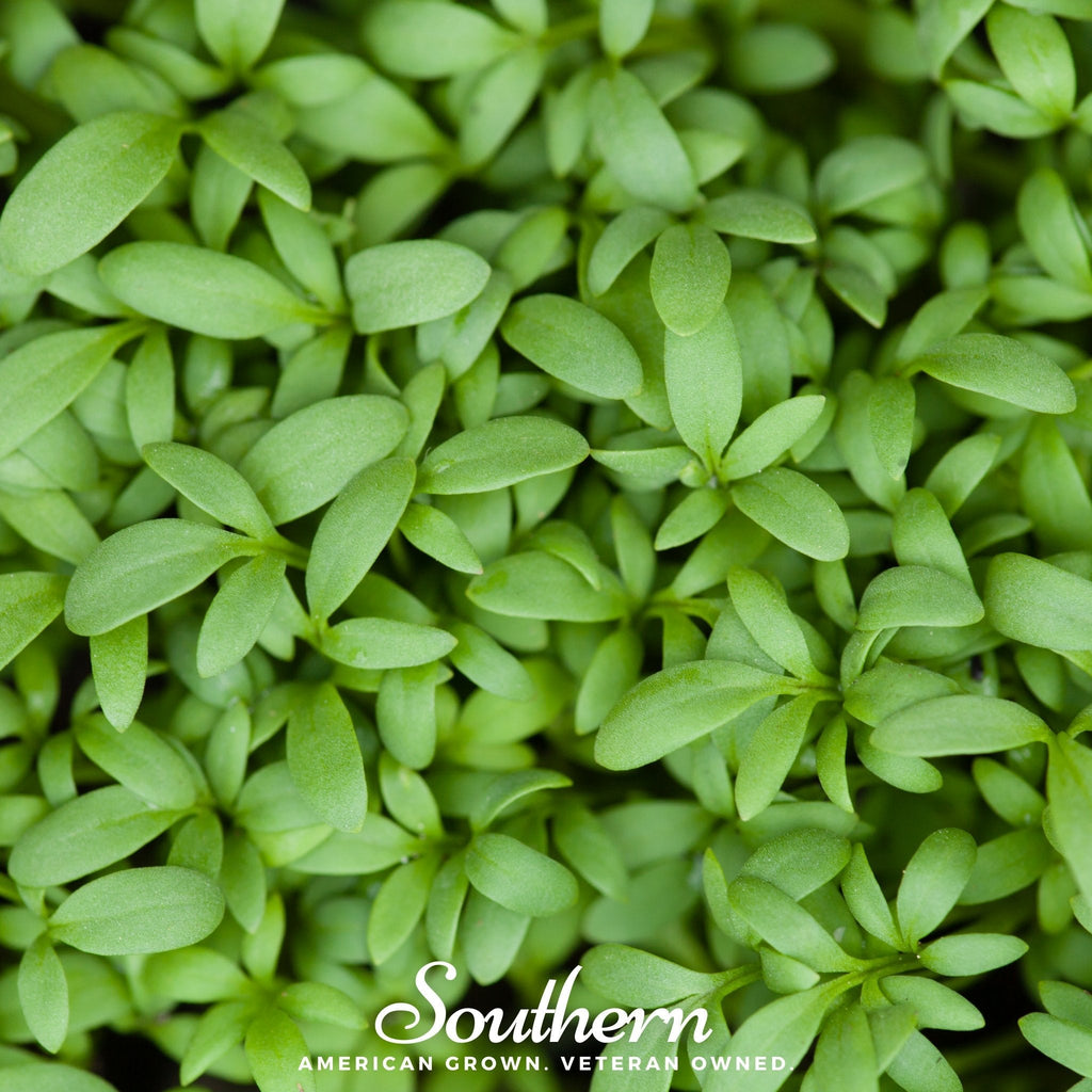 Pepper Cress – 500 Seeds