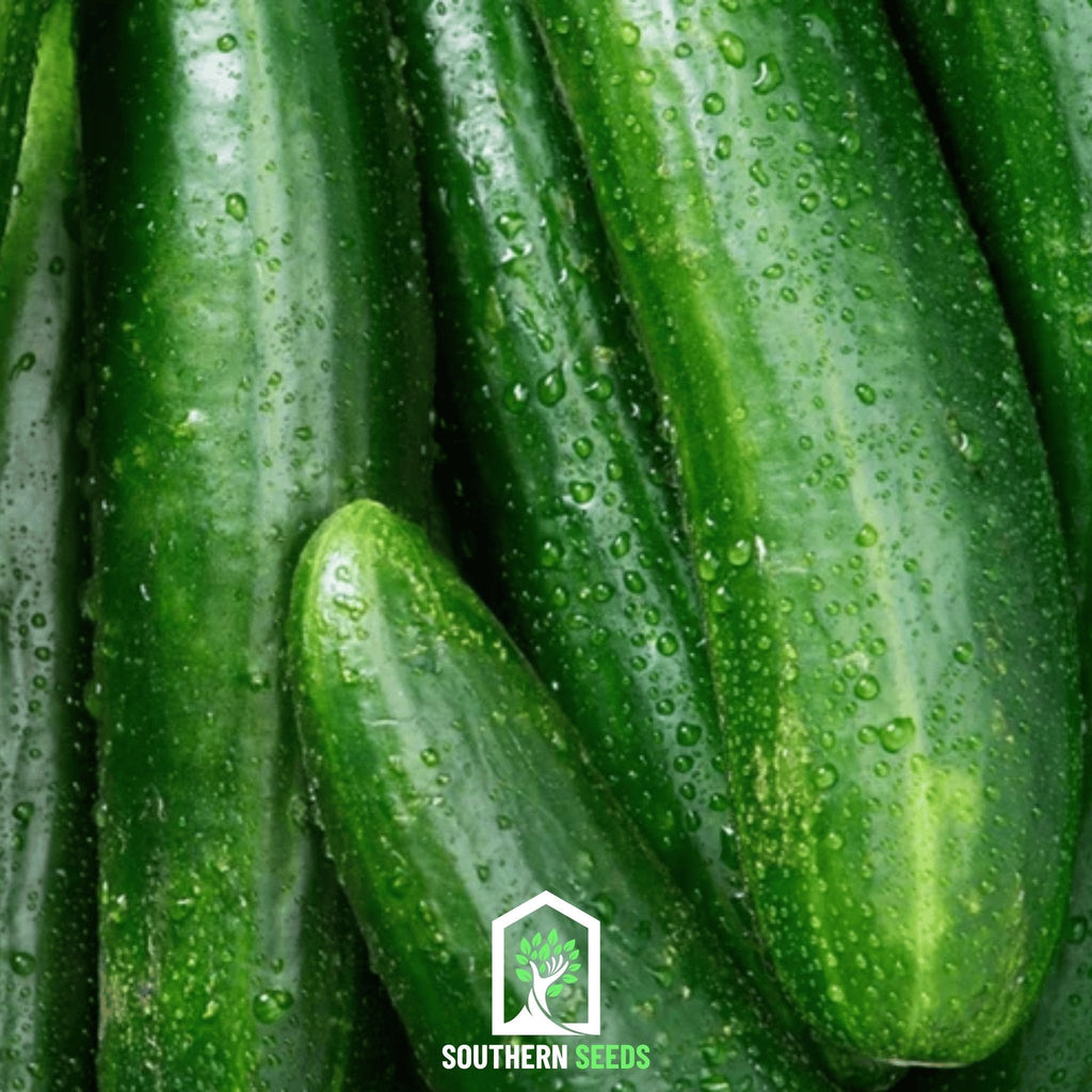 Beit Alpha Cucumber – 30 Seeds