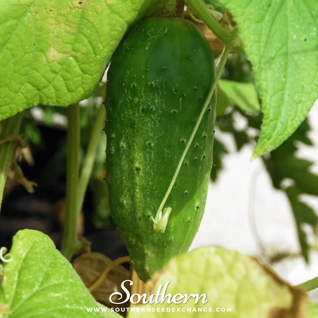 Boston Pickling Cucumber – 30 Seeds