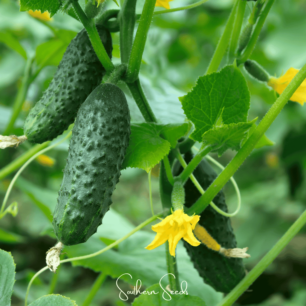 H-19 Little Leaf Cucumber – 30 Seeds