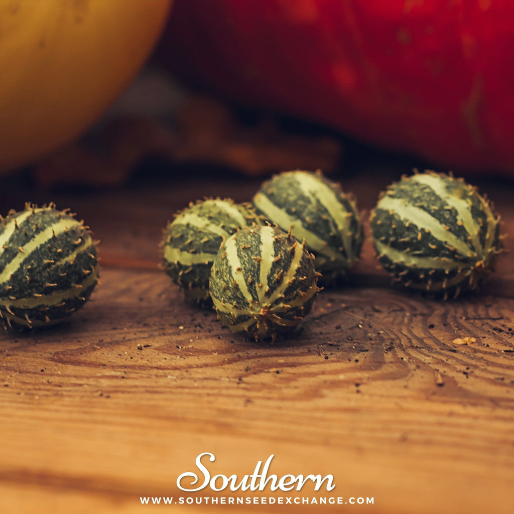 West Indian Gherkin Cucumber – 30 Seeds