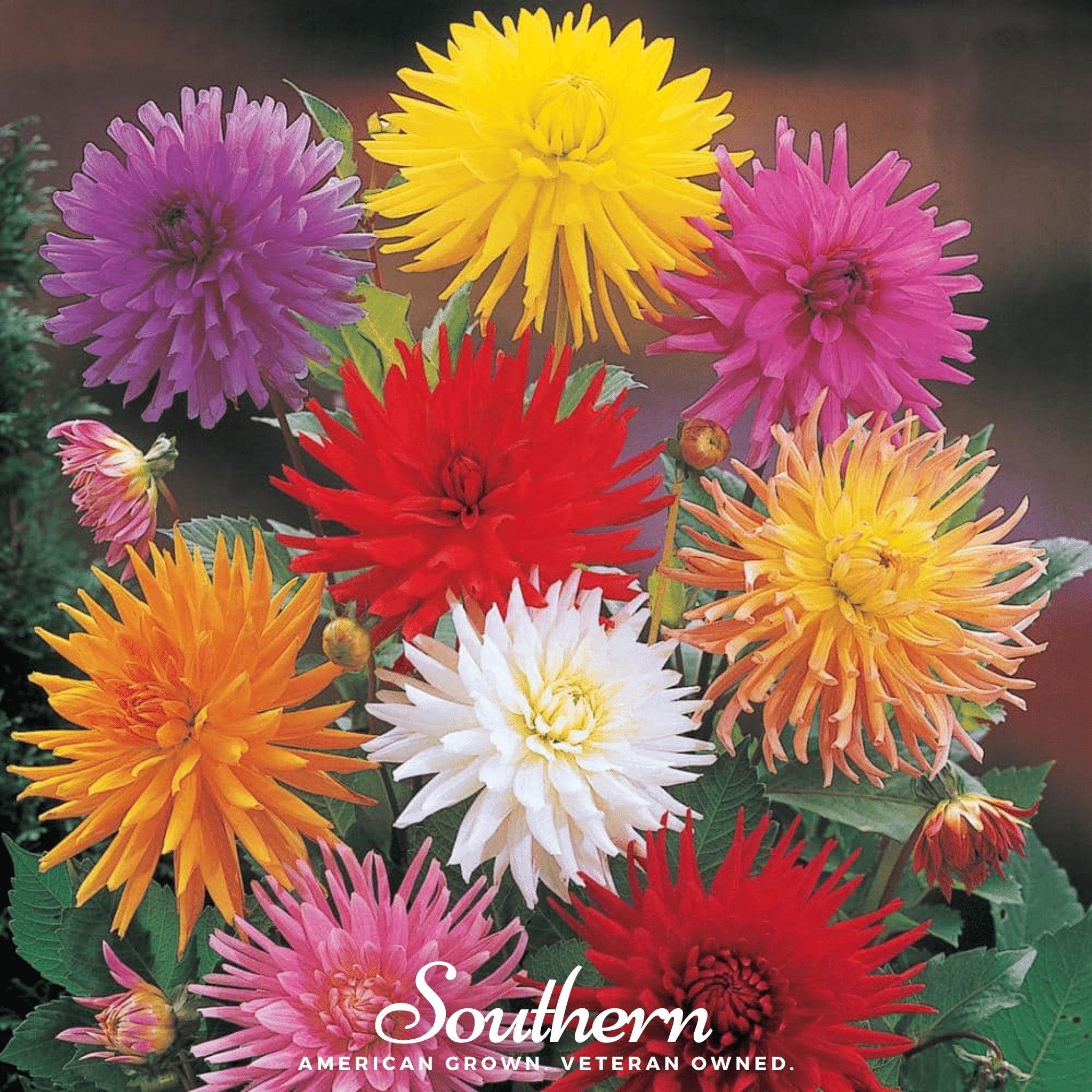 Cactus Dahlia Mix – 25 Seeds
