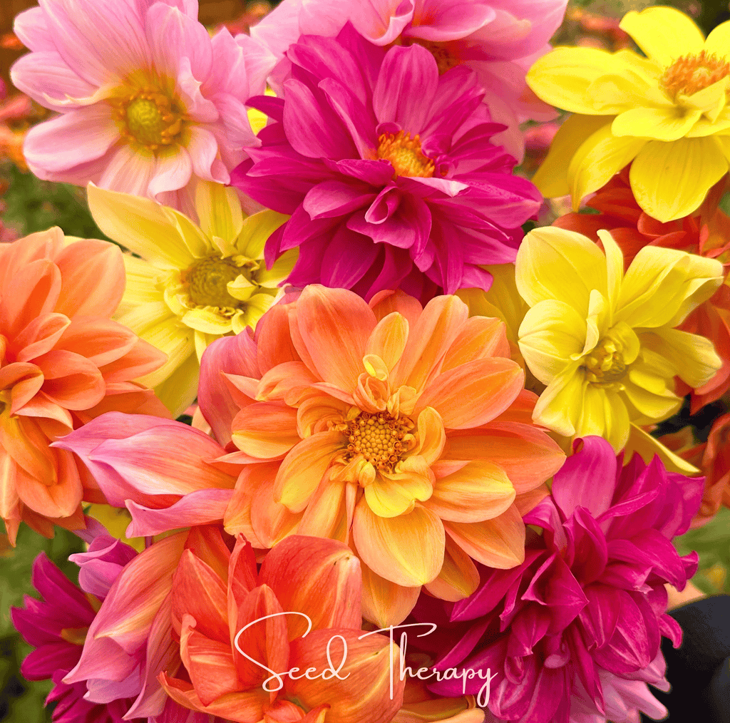 Early Bird Dahlia – 25 Seeds