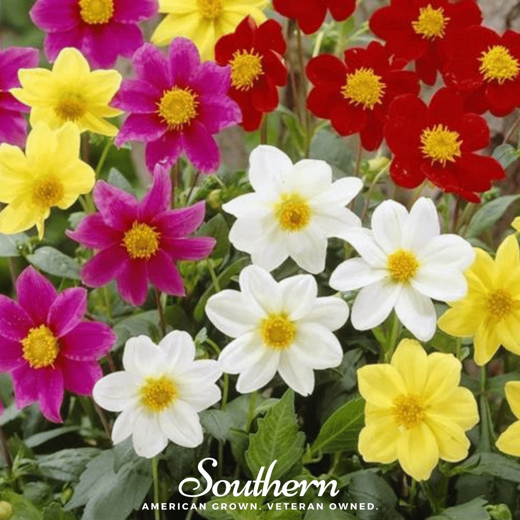 Mignon Dahlia Mix – 25 Seeds