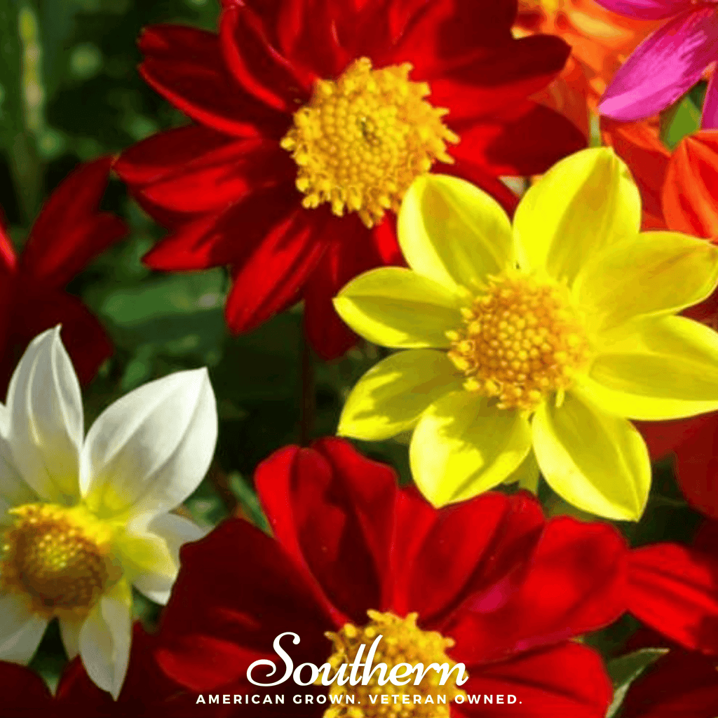 Mignon Dahlia Mix – 25 Seeds