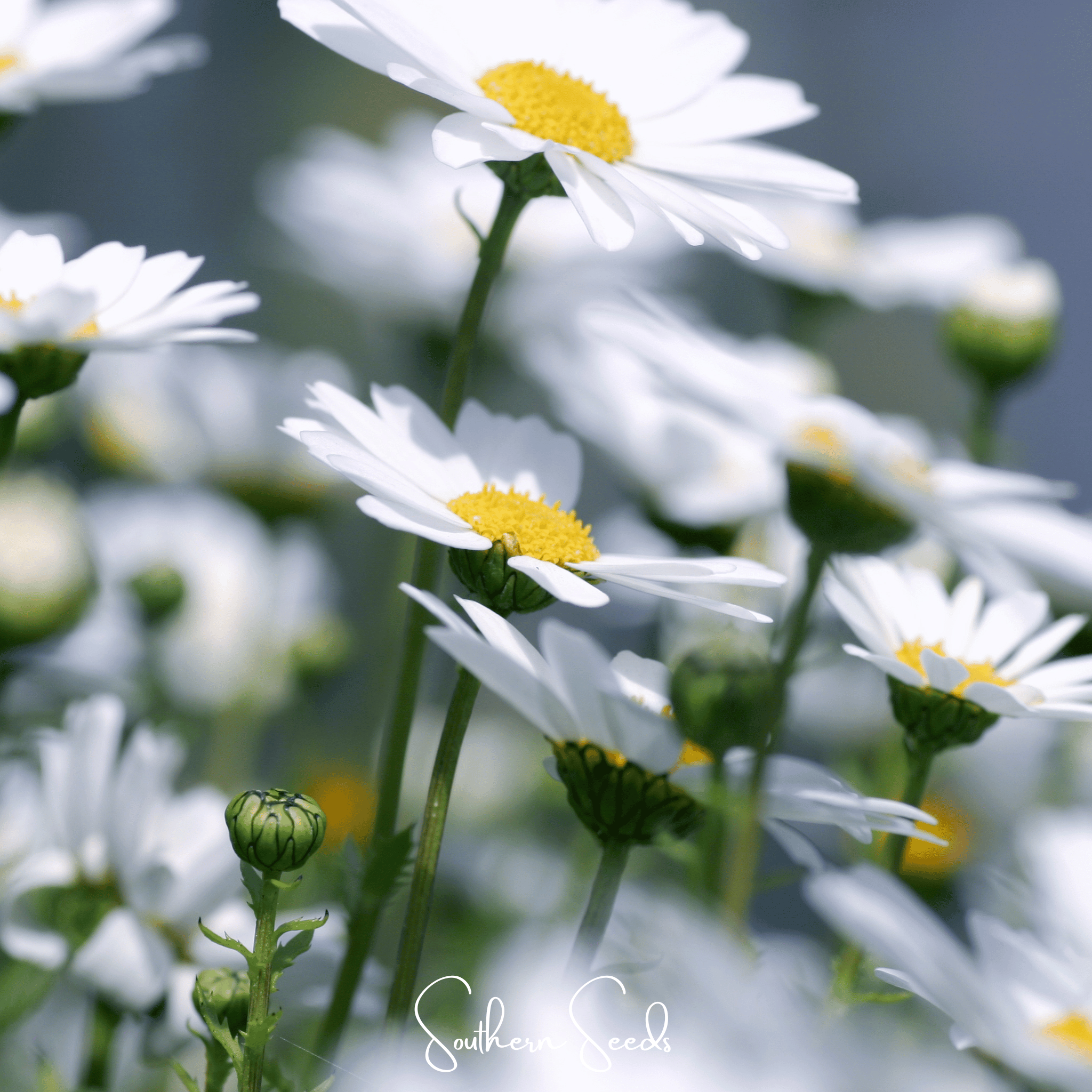 Creeping Daisy – 100 Seeds