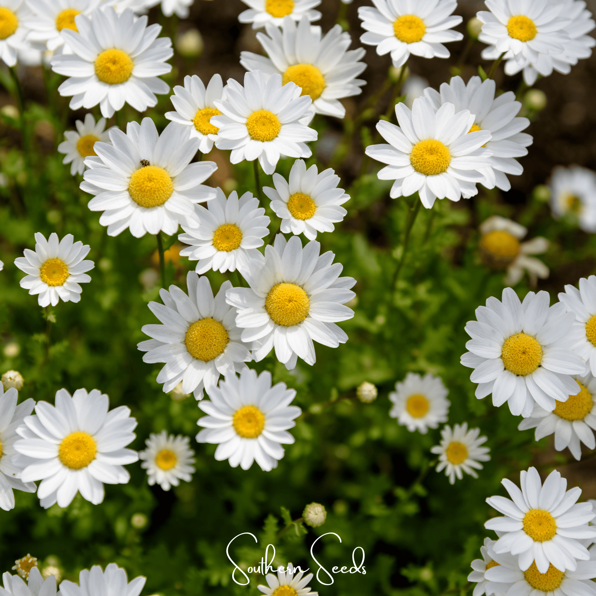 Creeping Daisy – 100 Seeds