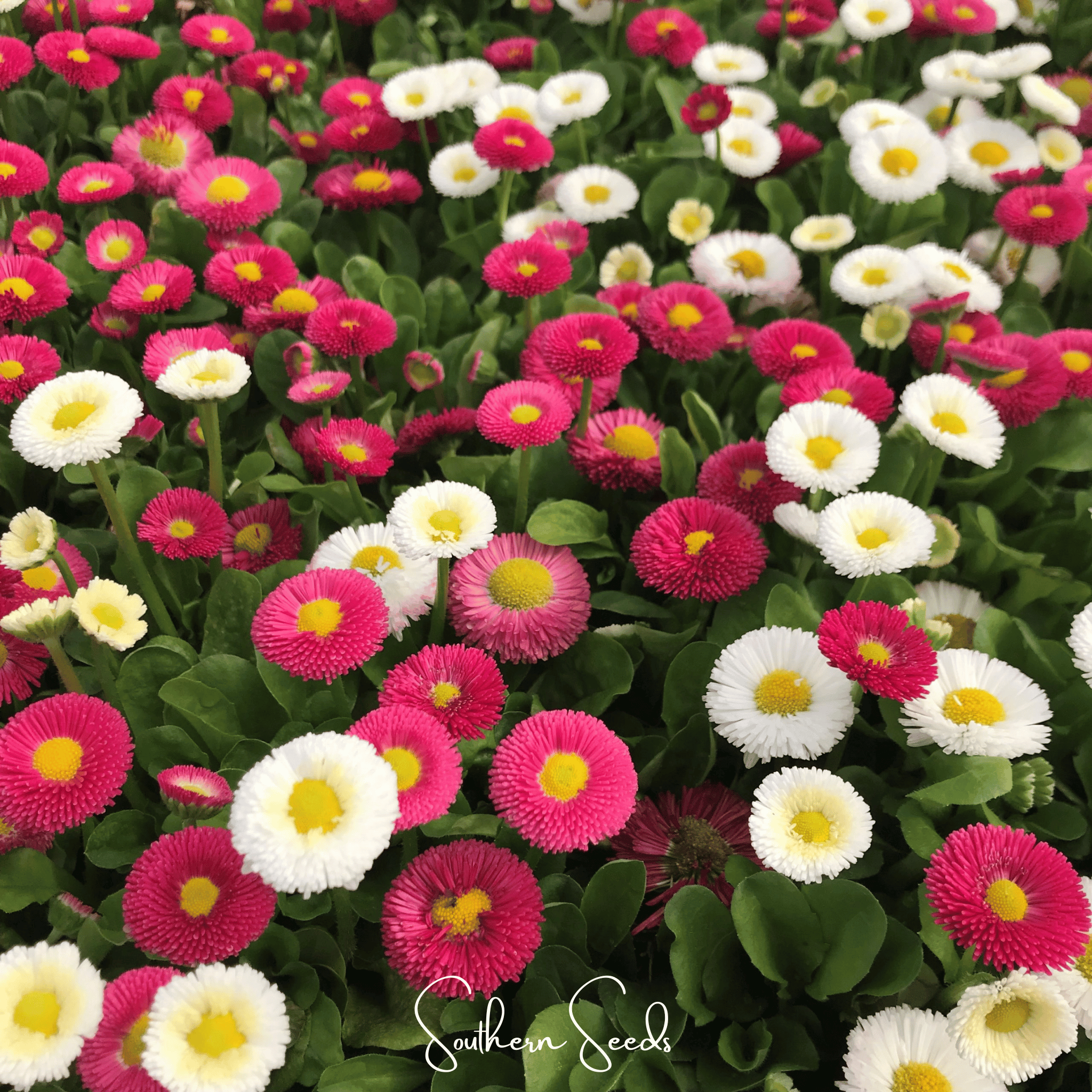 Super Enorma English Daisy Mix – 100 Seeds