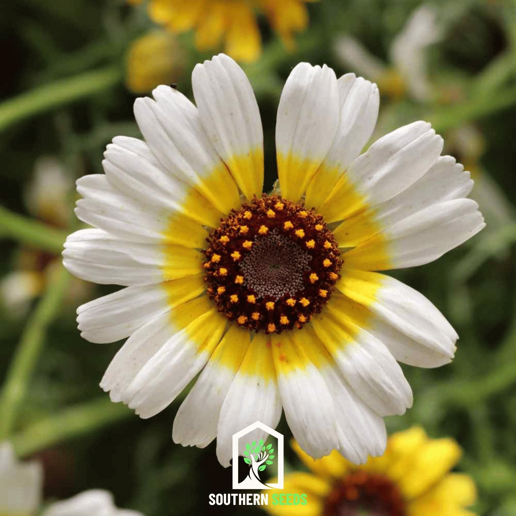 Polar Star Daisy – 50 Seeds