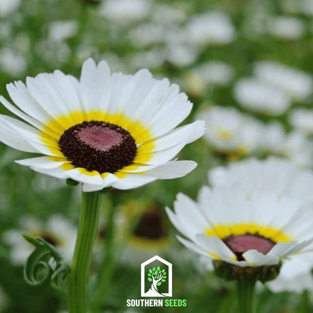 Polar Star Daisy – 50 Seeds