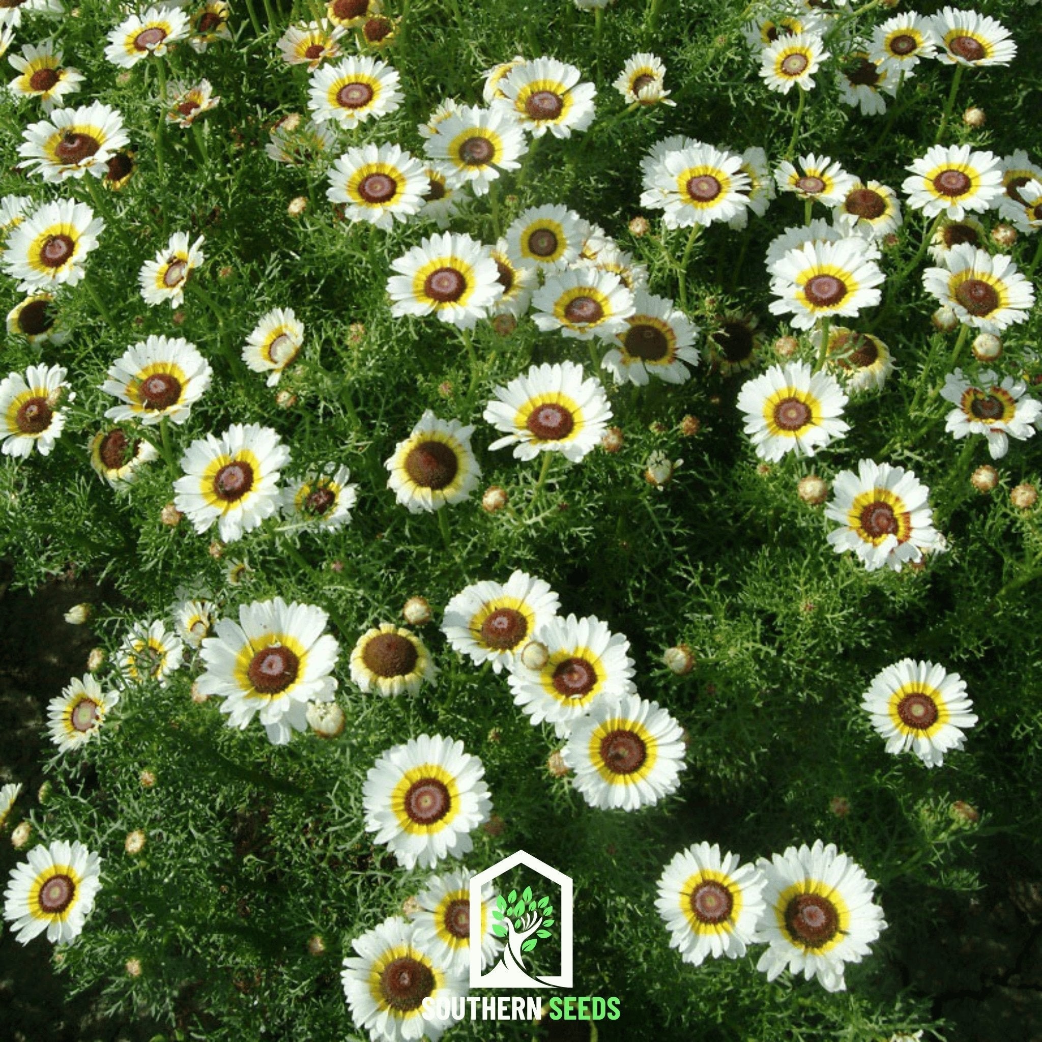 Polar Star Daisy – 50 Seeds