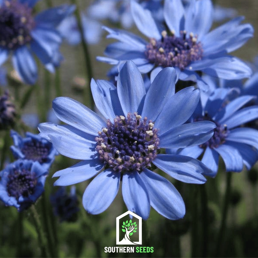 The Blues Blue Daisy – 50 Seeds