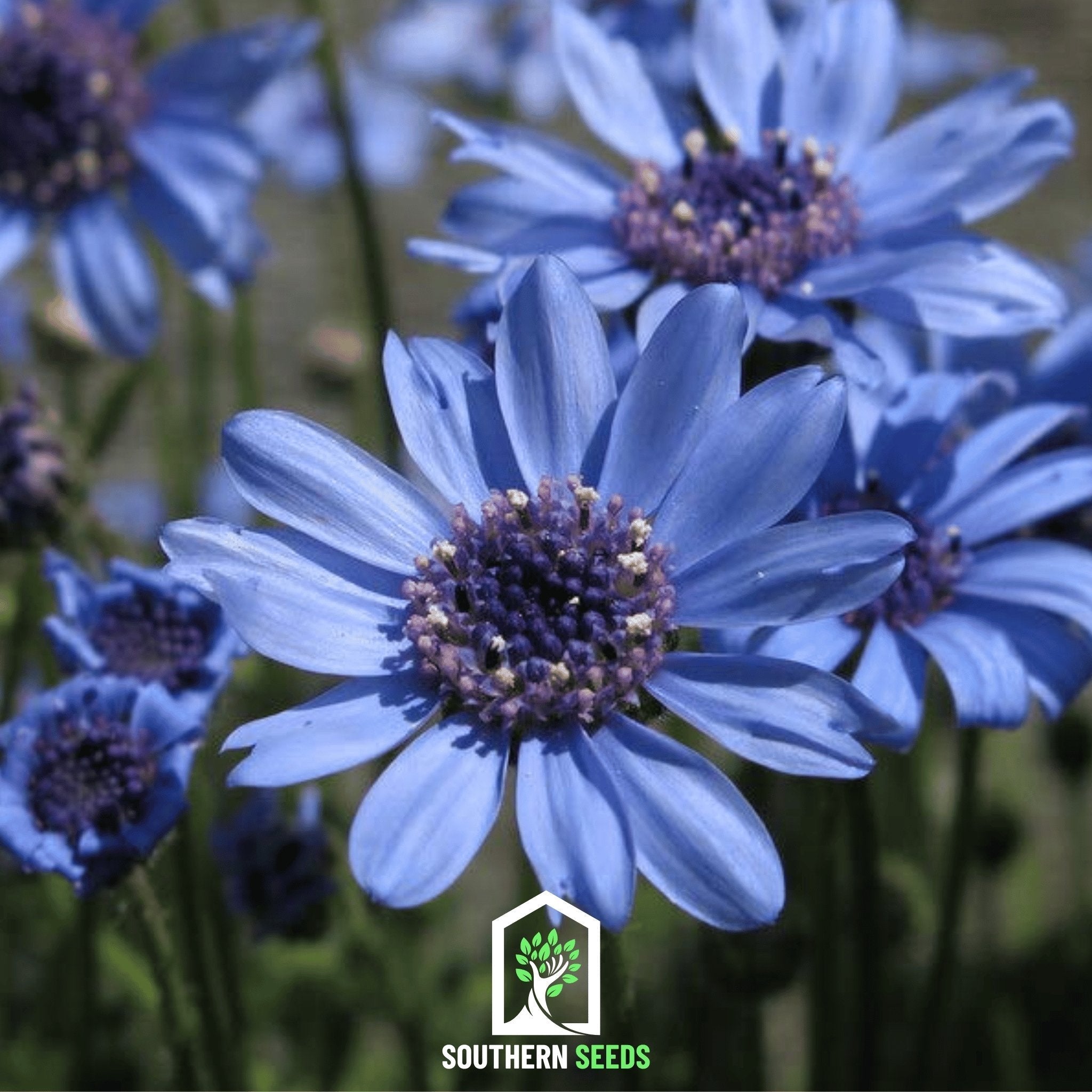 The Blues Blue Daisy – 50 Seeds