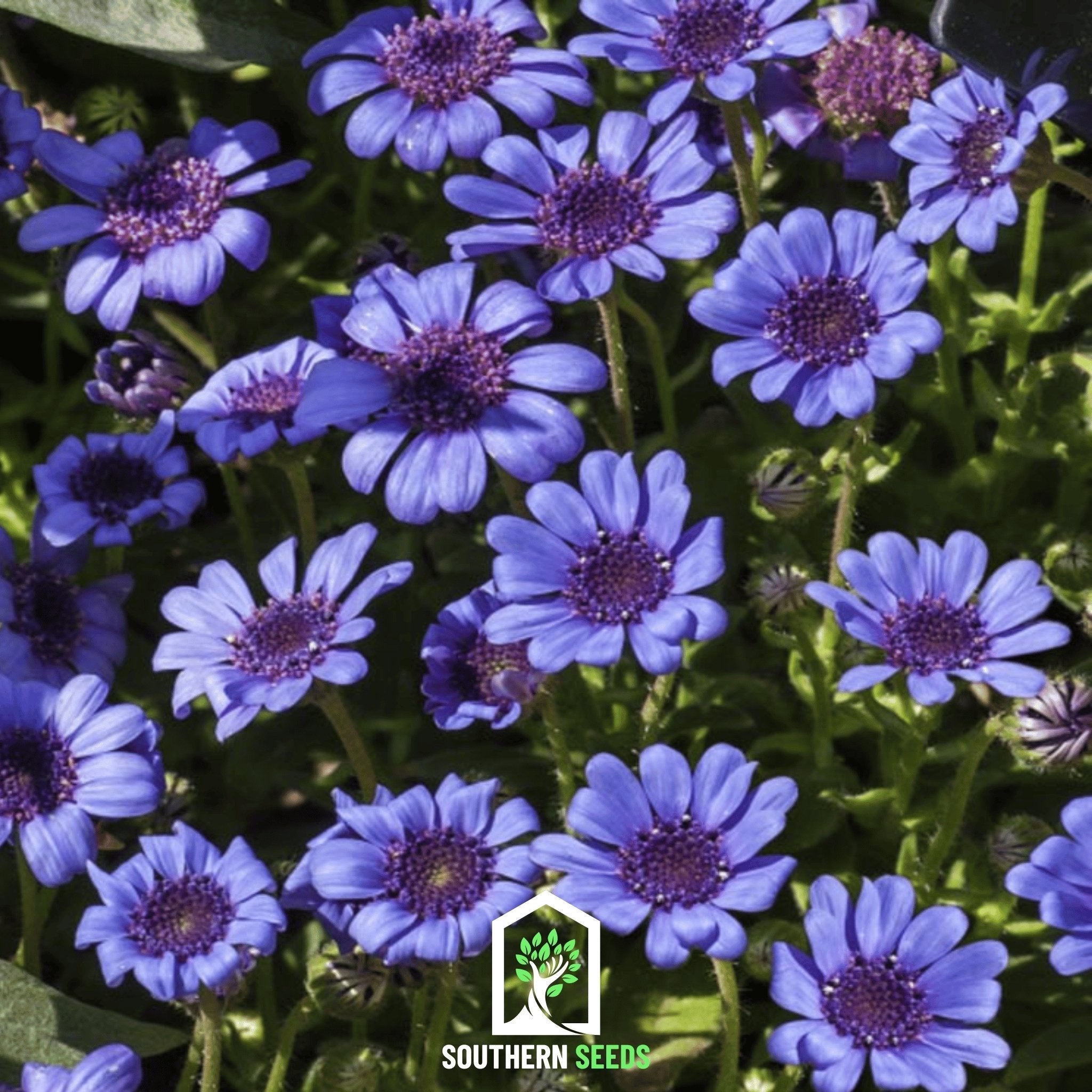 The Blues Blue Daisy – 50 Seeds