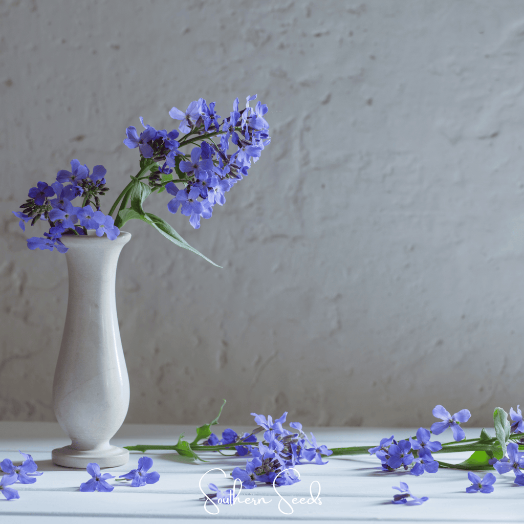 Dames Rocket – 200 Seeds