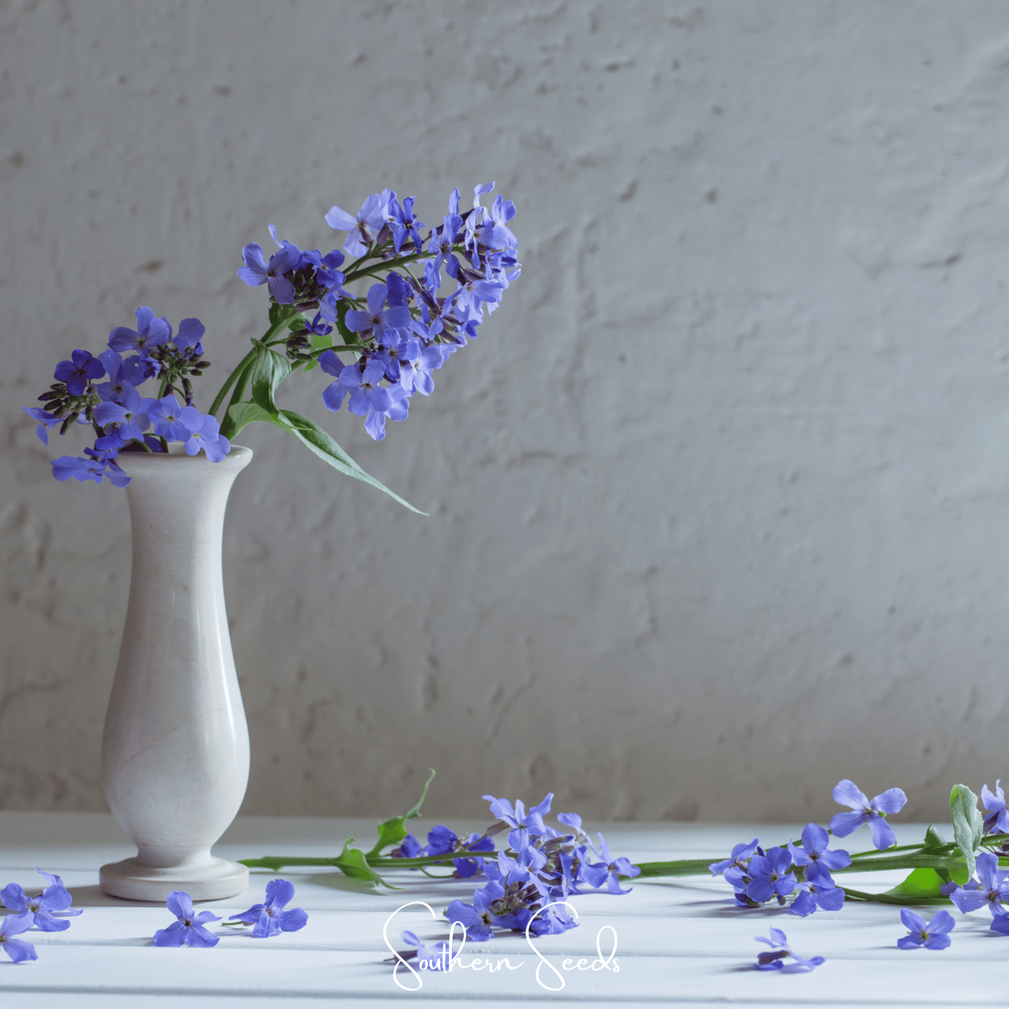 Dames Rocket – 200 Seeds