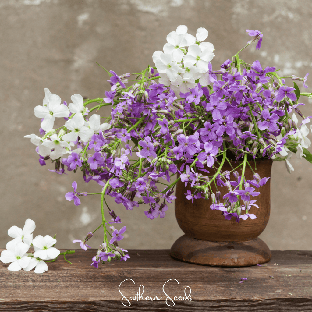 Dames Rocket – 200 Seeds