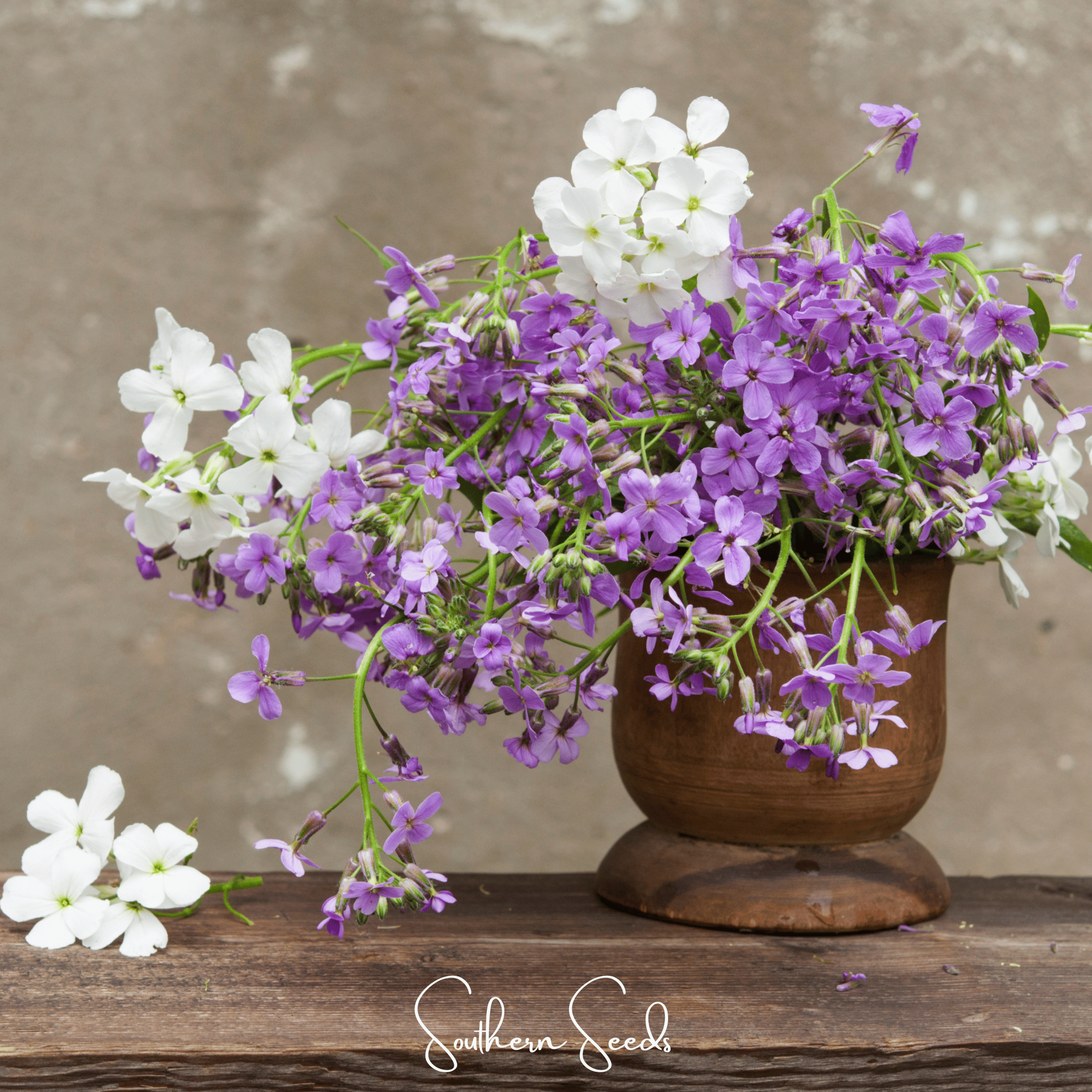 Dames Rocket – 200 Seeds