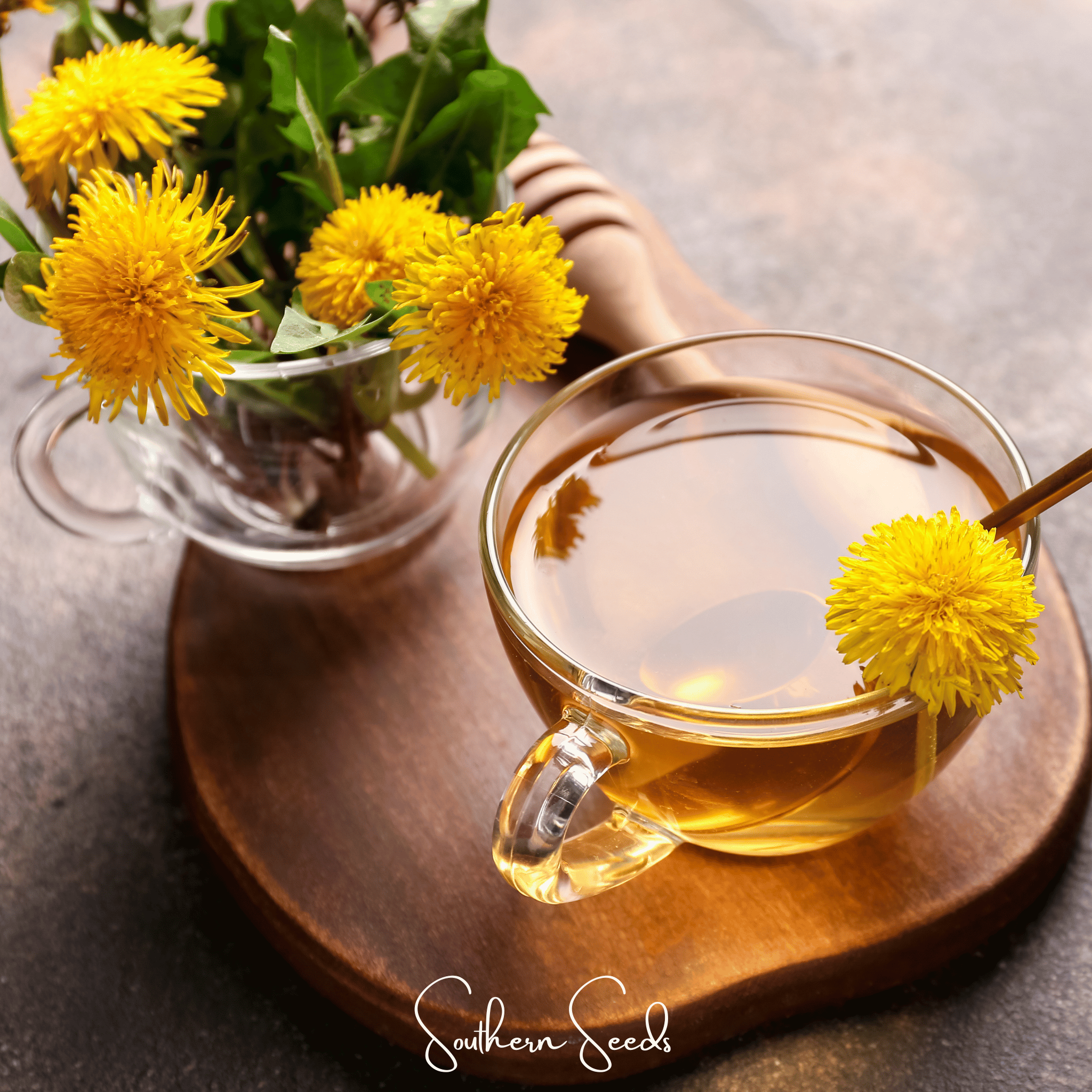 True Dandelion – 50 Seeds