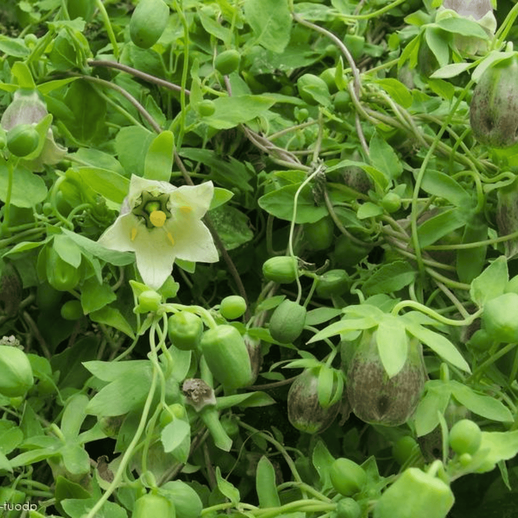 Dang-shen – 50 Seeds