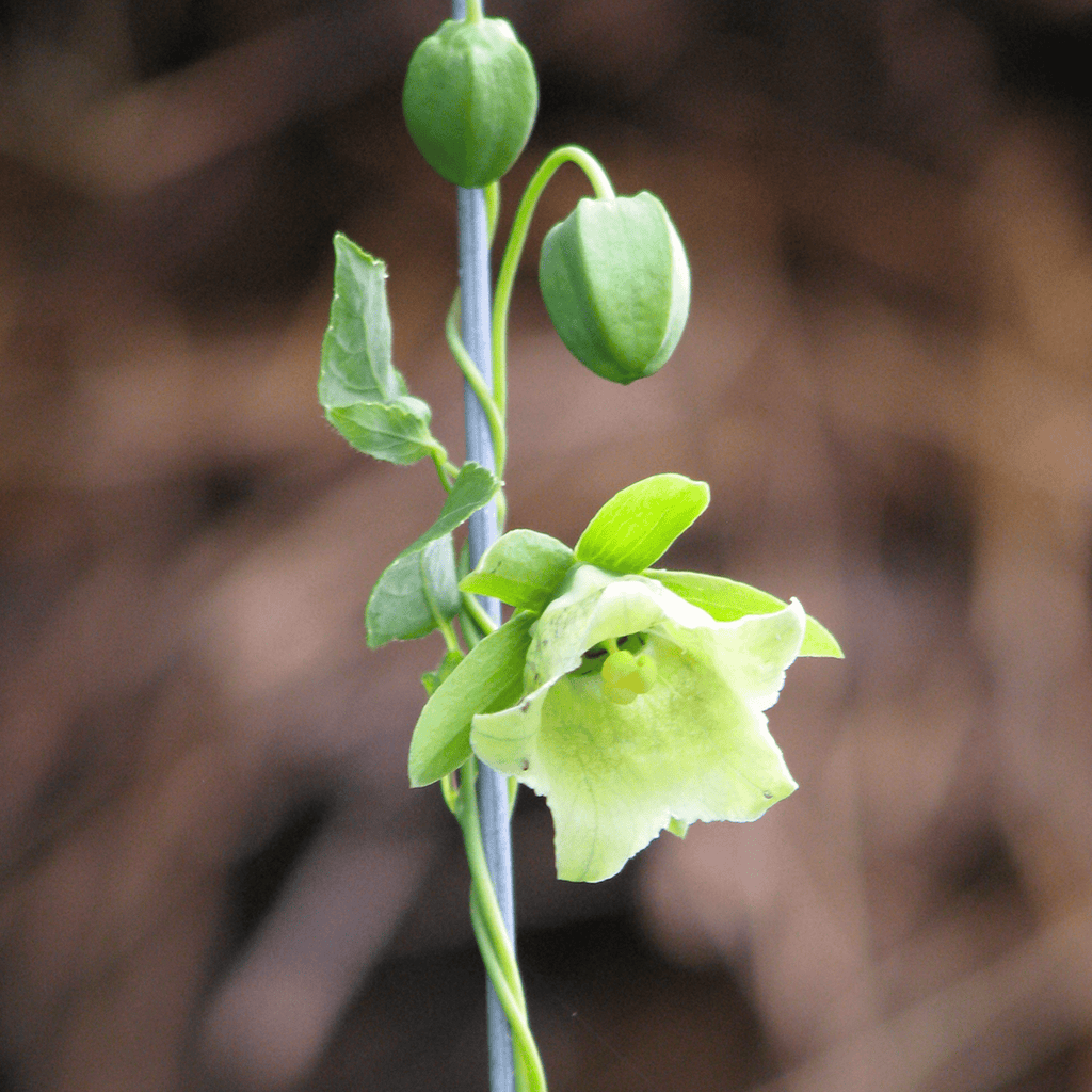 Dang-shen – 50 Seeds