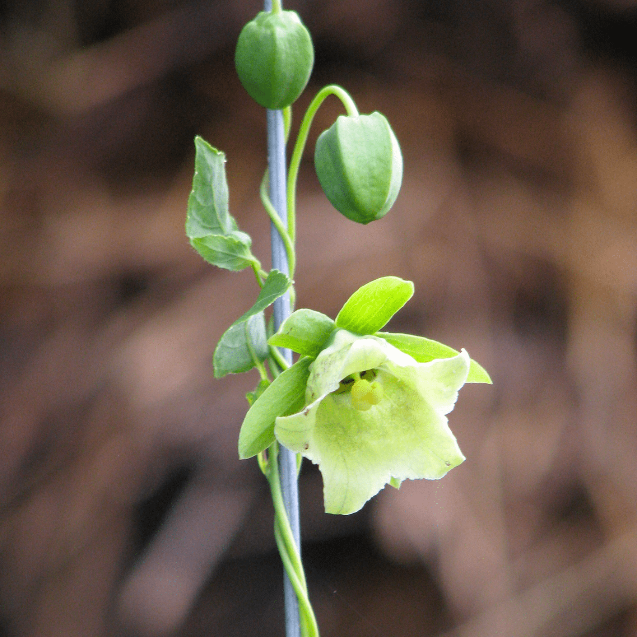 Dang-shen – 50 Seeds