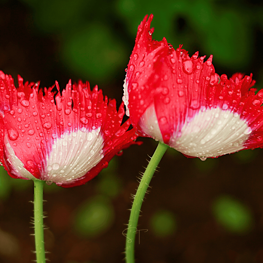 Danish Flag Poppy – 100 Seeds