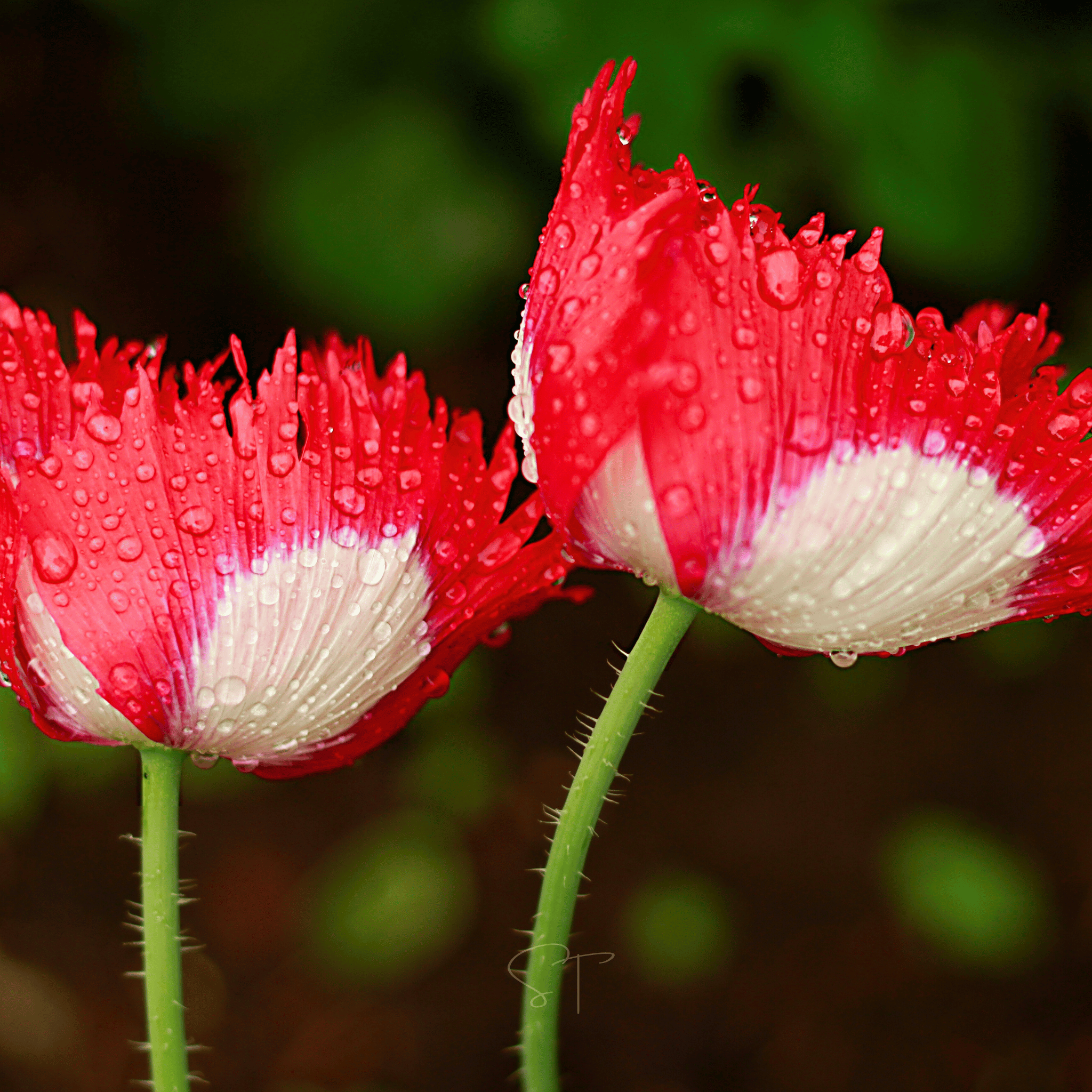 Danish Flag Poppy – 100 Seeds
