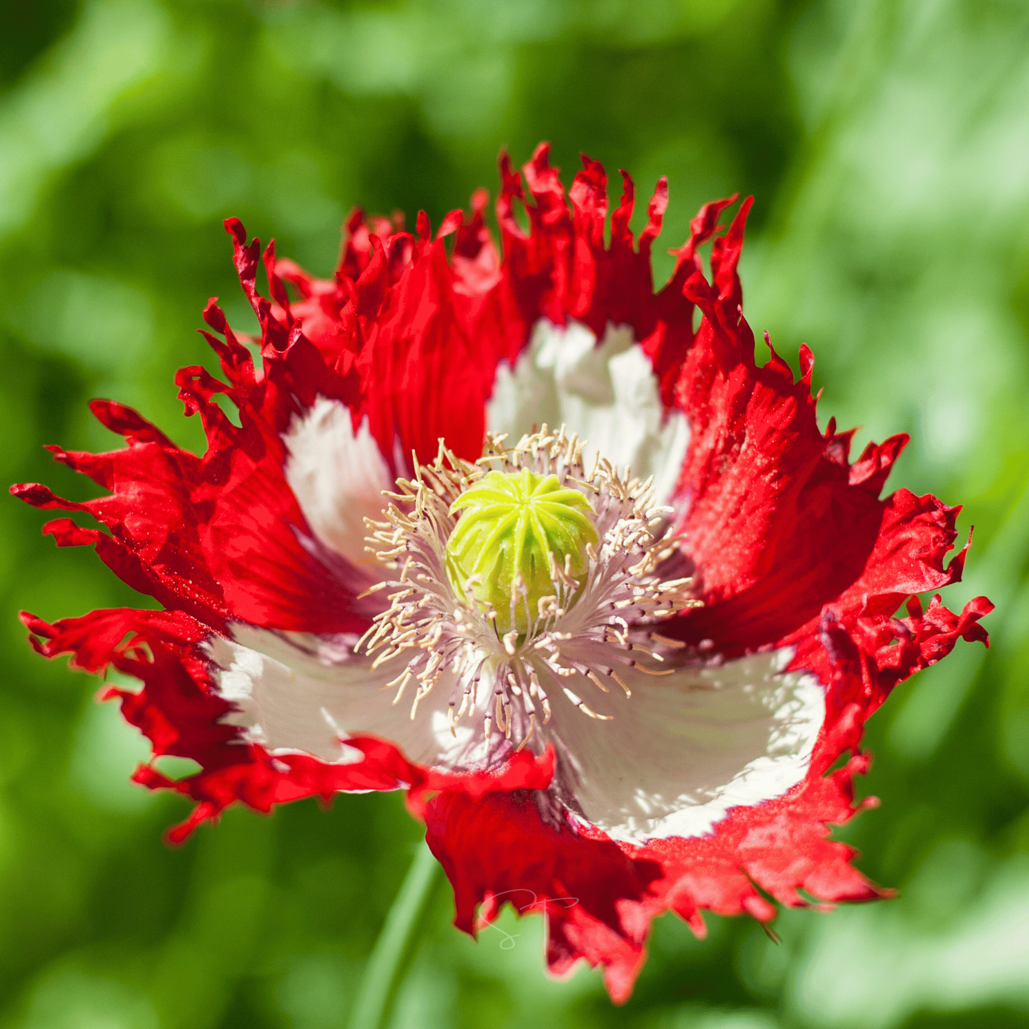 Danish Flag Poppy – 100 Seeds
