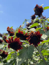 Chocolate Cherry Sunflower Seeds – Rich Burgundy Garden Blooms
