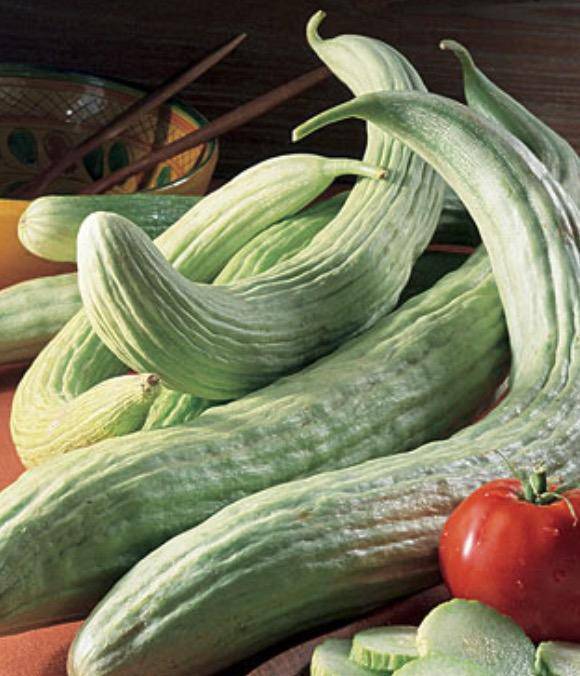 Armenian Yard-Long Cucumber (50 plus pack)