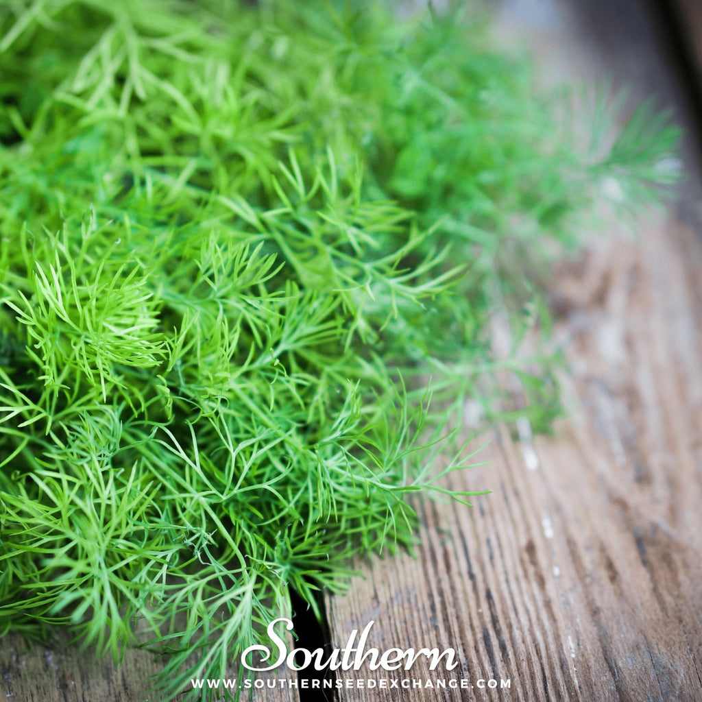 Bouquet Dill – 100 Seeds