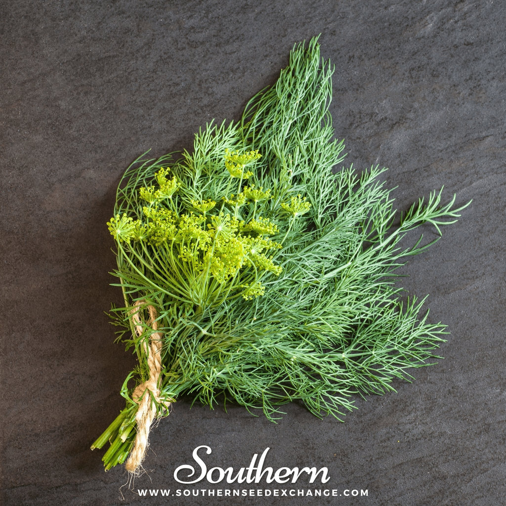 Bouquet Dill – 100 Seeds