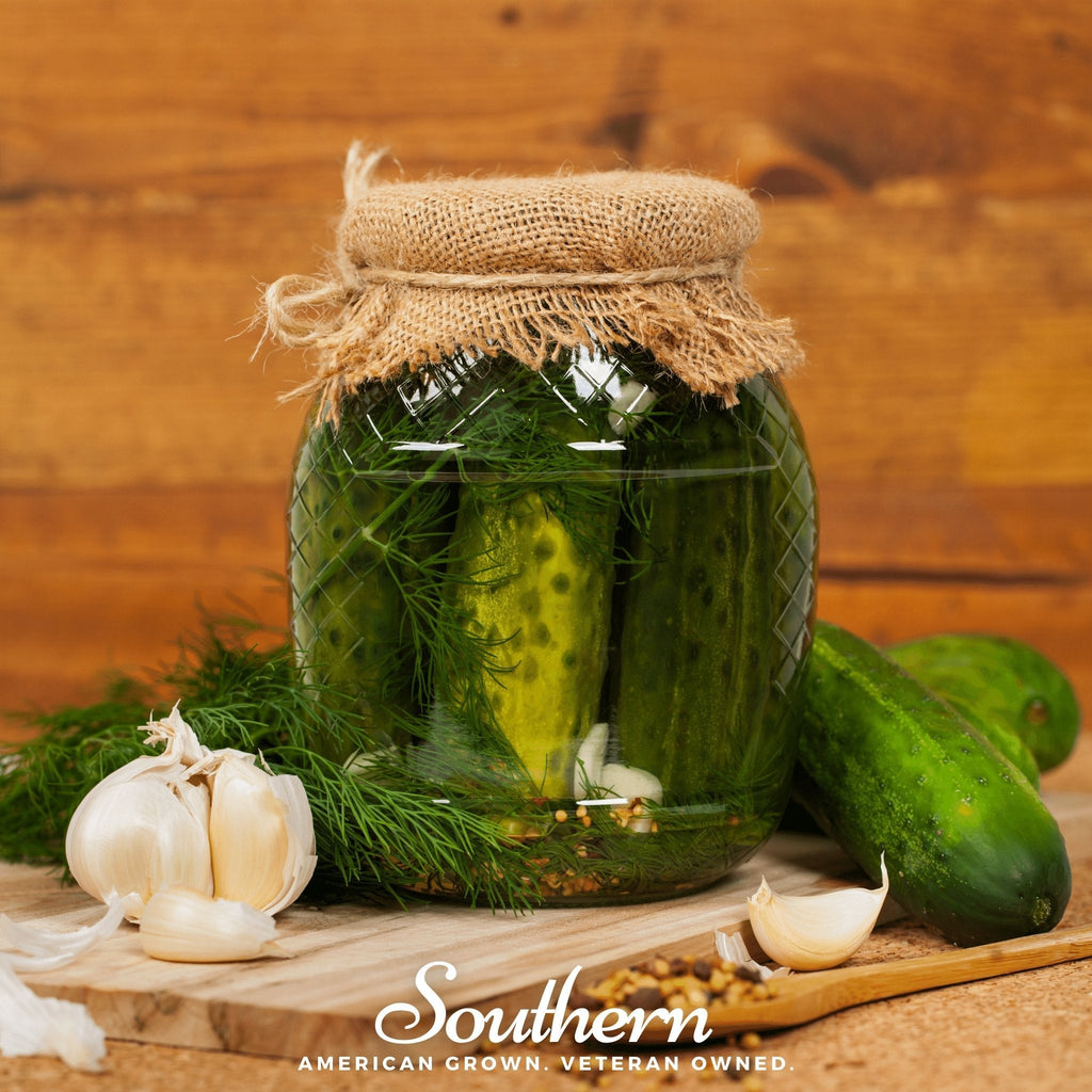 Dukat Dill – 100 Seeds