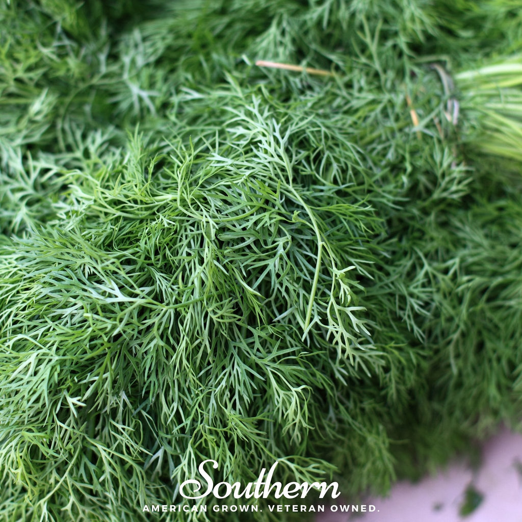 Dwarf Fernleaf Dill – 100 Seeds