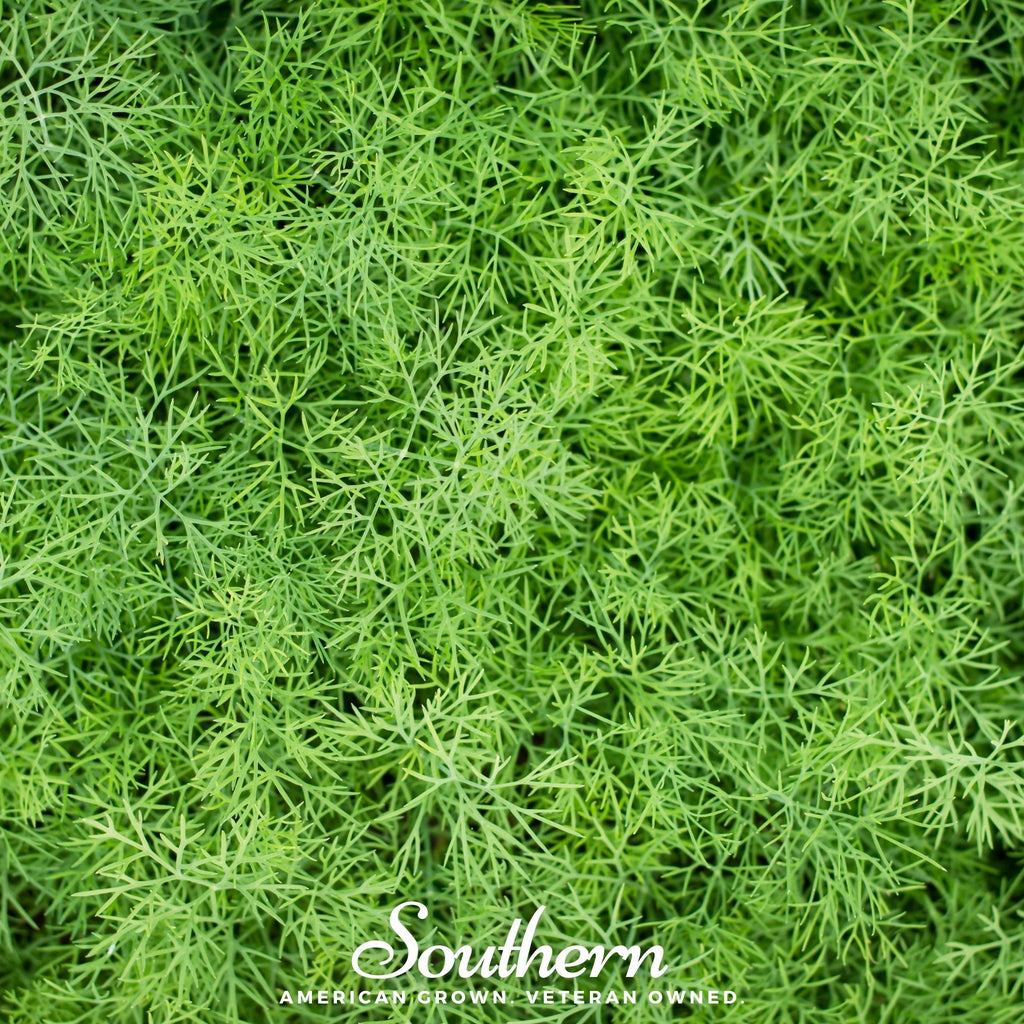 Dwarf Fernleaf Dill – 100 Seeds