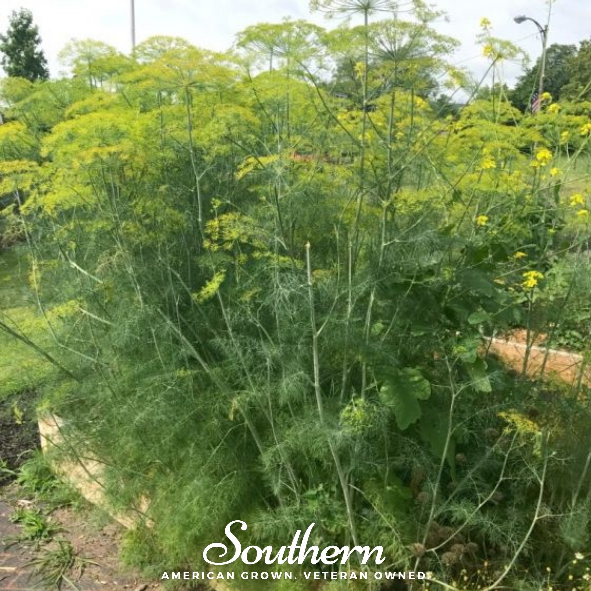 Mammoth Long Island Dill – 100 Seeds