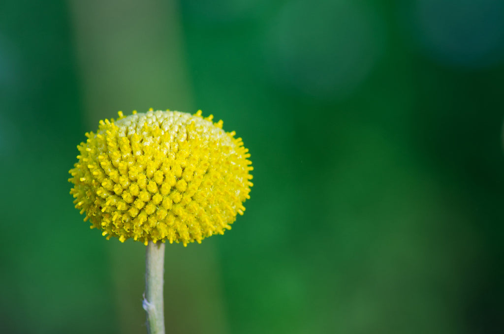 50 ROSILLA Helenium Puberulum Autumn Lollipop Sneezeweed Dogtooth Daisy Helen's Flower Yellow & Red Herb Seeds