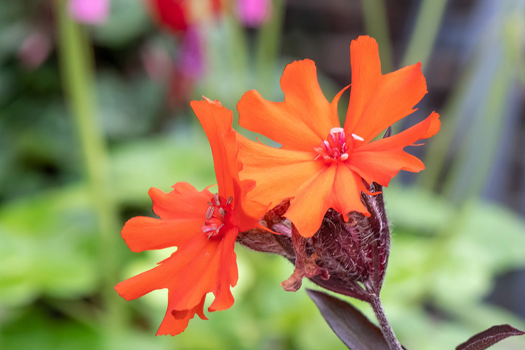 25 VESUVIUS CAMPION Red Orange Lychnis Arkwrightii Catchfly Flower Seeds