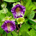 5 CUP & SAUCER VINE Cathedral Bells Cobaea Scandens Climber Purple Hummingbird Flower Seeds