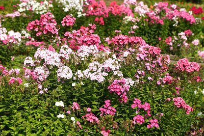 100 PHLOX OF SHEEP Pastel Mix Phlox Drummondii Multicolor Flower Seeds